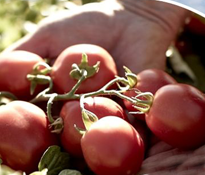 Pomodori italiani