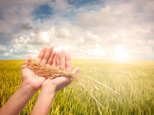 Riso italiano da agricoltura biologica